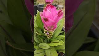 Flori de Curcuma [upl. by Allin]