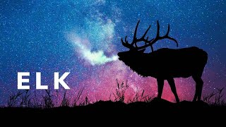 Elk sounds in dark forest The most famous elk call of all [upl. by Gnauq]