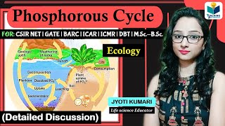 Phosphorous Cycle in Hindi  Biogeochemical Cycle [upl. by Nizam195]