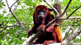 Mono aullador Alouatta seniculus [upl. by Walworth]