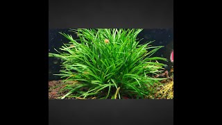 Tips in growing Eriocaulon sp Vietnam [upl. by Fortunio]