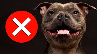 7 Reasons You Should NOT Get a Staffy SERIOUSLY [upl. by Araccot]