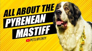 Pyrenean Mastiffs The Dog With A History [upl. by Fairfield]