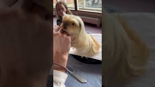 Blonde guinea pig jumps up for cuddles in Denmark [upl. by Odlanir]