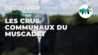 À la découverte des crus communaux du Muscadet [upl. by Wardle]