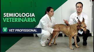 Semiologia Veterinária  VET Profissional [upl. by Yelyac667]