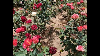 Un jardin de Rosas con 70 variedades diferentes [upl. by Corder985]