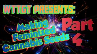 Making Feminized Cannabis Seeds at Home Part 4 Nutrient Schedule [upl. by Reizarf]