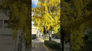 Ginkgo biloba tree in brugge belgium [upl. by Lemar]