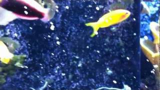 400 Gallon Reef System Update  Radiant Wrasse Halichores iridis [upl. by Tadio]