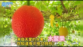 【南视界】来自天堂的水果木鳖果 你知道有哪些功效吗？ [upl. by Atteloc]