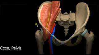 Coxa Pelvis diaphragma pelvis perine linea terminalis çapları [upl. by Zakaria238]