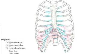 Thorax et Diaphragme [upl. by Seabrook]