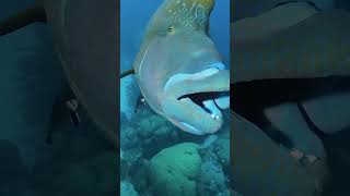 Maori wrasse or Napoleon fish Cheilinus undulatus [upl. by Litch548]