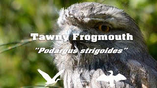 Tawny Frogmouth quotPodargus strigoidesquot [upl. by Shyamal181]