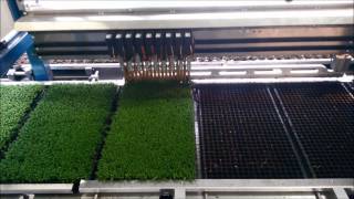 TTA MIDI Transplanting Caluna 18 000 plants per hour from 576 cells tray [upl. by Loree]