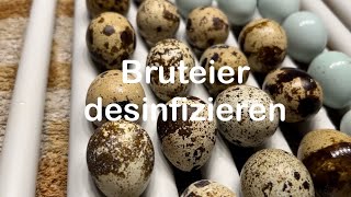 Bruteier desinfizieren  Bruteidesinfektion bei Kunstbrut  Eier säubern  Hühnerhaltung  Hühner [upl. by Marlon225]