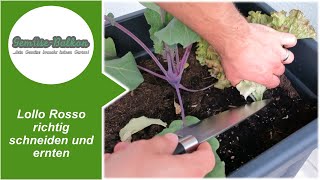 Lollo Rosso 🥗 richtig schneiden ✂️ und ernten [upl. by Raines]