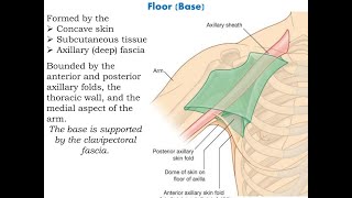 Anatomy of the axillary sheath and its clinical importance [upl. by Ainimre]