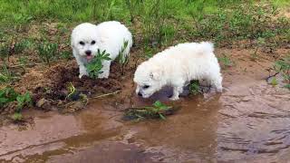 Cute toy Poodle puppy first swim [upl. by Dominica]