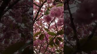 Autumn New Zealand Cherry blossom flowers [upl. by Nythsa]