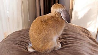 Bunny Falling Asleep Sitting Up bunny freeroamrabbit rabbit [upl. by Collete]