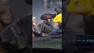 Firemouth cichlid [upl. by Waxman]