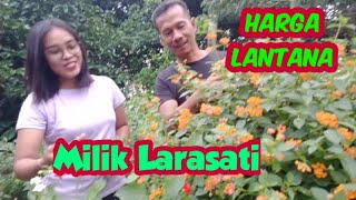 Review harga LANTANA Milik Laras Ati [upl. by Ruella]