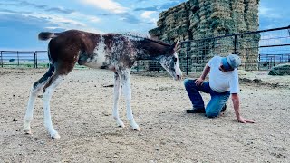 Hugus Alfalfa amp Arab Pintos HAAP Farm W19 purebred Arabians [upl. by Atinauj]