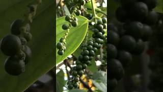 How to Grow Black Pepper Plant at Home plants shorts farming [upl. by Koetke]