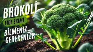 Brokoli Yetiştirmek Bu Kadar Kolay 🌱 En İyi Ekim ve Bakım İpuçları [upl. by Wendel]