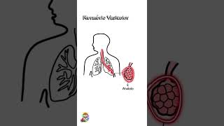 Ausculta Pulmonar Semiologia O que é murmúrio vesicular [upl. by Joann343]