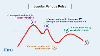 Jugular Venous Pulse  CARDIOVASCULAR SYSTEM  Drill the Basic  DMA [upl. by Loferski]