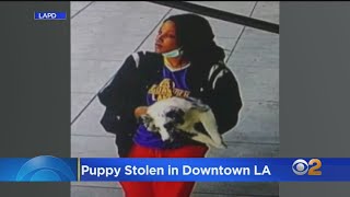 Police Release Photo Of Woman Suspected Of Stealing Puppy From DTLA Residence [upl. by Ennazzus]