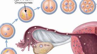 Chapter 29 Zygote Formation [upl. by Dolhenty]