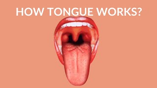 How Your Tongue Works  Human Tongue Video [upl. by Euqinna428]