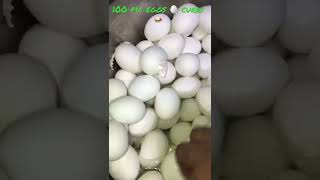 💯 100 eggs curry recipe 🍛 new viral shorts reels subscribe spsatyaodiablogger [upl. by Mcmahon]