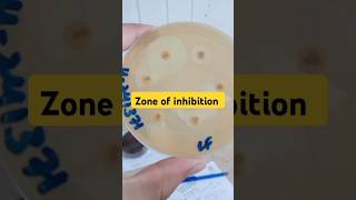 Antibiotics sensitive test zone of inhibition Antibiotics shorts [upl. by Leerzej]