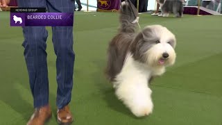 Bearded Collies  Breed Judging 2023 [upl. by Norag]