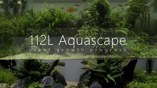 112L Aquascape Update 7 months after set up [upl. by Yssor]