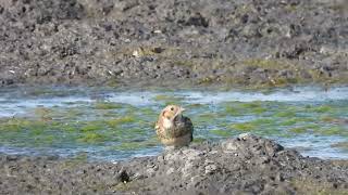 lapland longspur [upl. by Bechler]