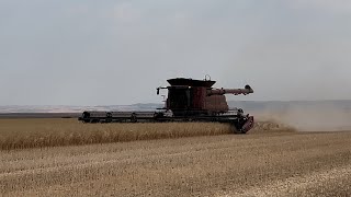 Harvesting Canola [upl. by Selrahc]