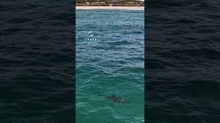 Great White Shark In The Shallows Next To The Beach [upl. by Anyrak]