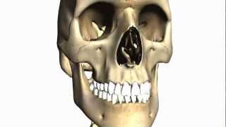 Foramina of the Skull and Cranial Fossae  Anatomy Tutorial PART 1 [upl. by Falo]