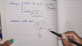 Amino acid Metabolism Part 1 overview amino acid pool protein turnover phenomenon biochemistry [upl. by Vareck]