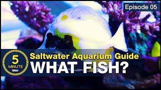 5 beginner fish EVERY saltwater aquarium should have Stocking a tank with utilitarian fish [upl. by Maurizio]