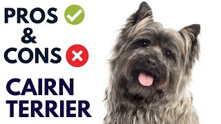 Cairn Terrier Breed Pros and Cons  Cairn Terrier Advantages and Disadvantages AnimalPlatoon [upl. by Ettennahs]