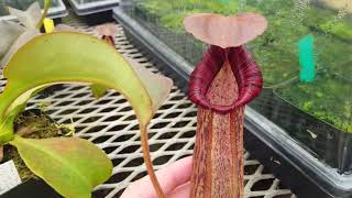 Nepenthes Titanic Savior N truncata x spectabilis – first look [upl. by Hagen]