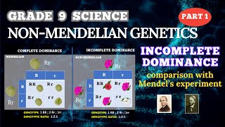 NONMENDELIAN GENETICS INCOMPLETE DOMINANCE  GRADE 9 SCIENCE  BIOLOGY [upl. by Eelsha]