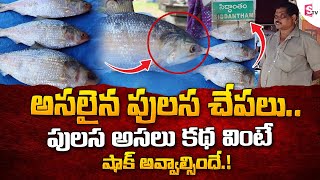 Costliest Fish Pulasa  Pulasa FishRate  Pulasa Fish cost Per KG SumanTVEntertainment [upl. by Bel512]